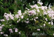 Bower Vine or Pandorea Vine